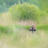 Buteo Photo Gear Swim Hiding Grebe